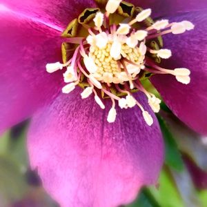 クリスマスローズ,クリスマスロ－ズ,レンテン・ローズ,地植え,実生の画像