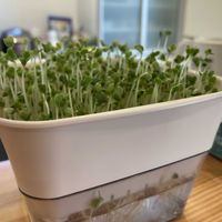 ブロッコリースプラウト,野菜 水耕栽培,キッチンの画像