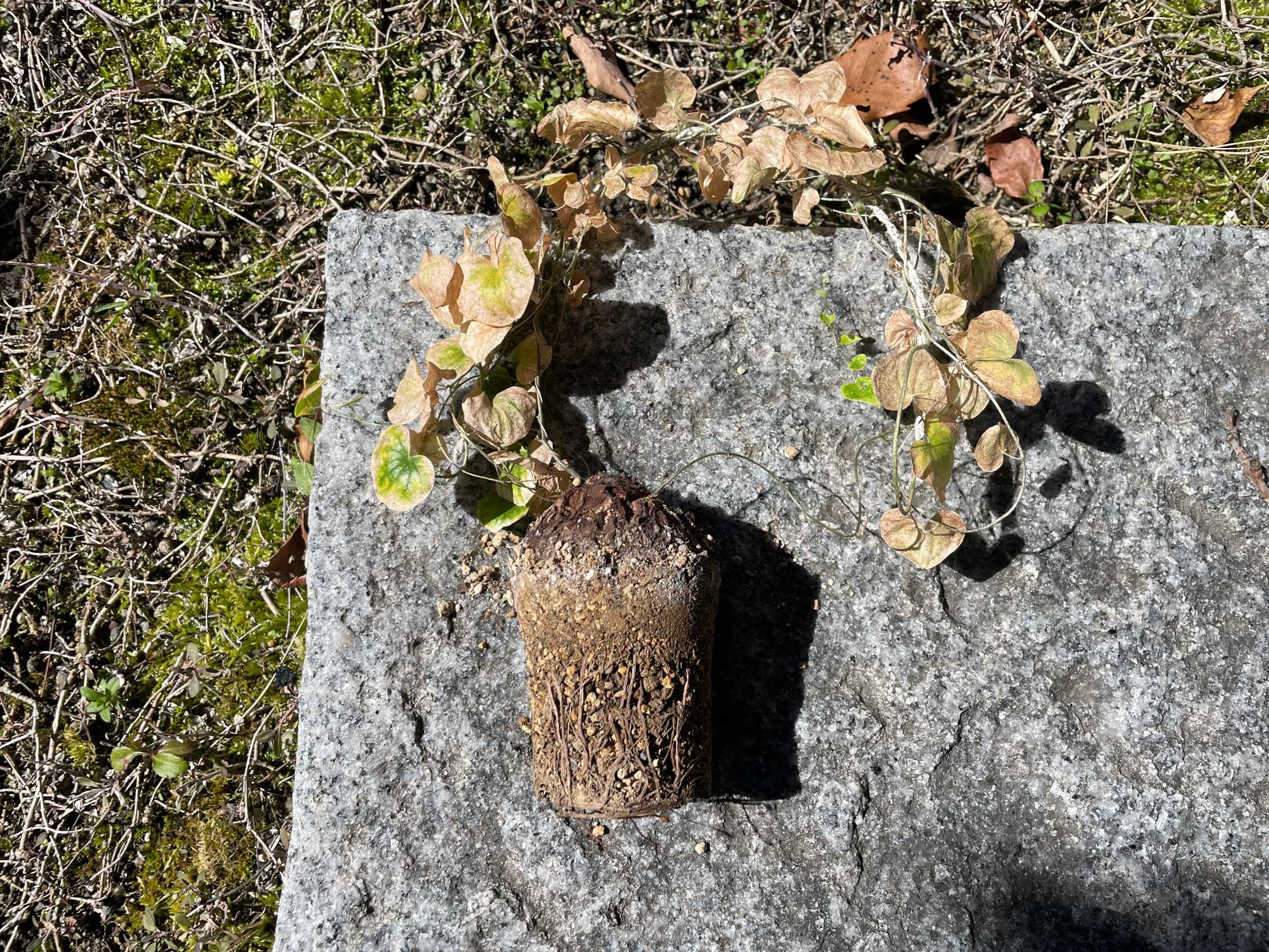 亀甲竜観察｜🍀GreenSnap（グリーンスナップ）