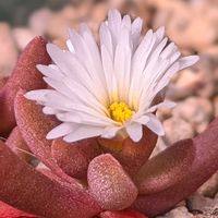 細雪,多肉植物,多肉植物の花,多肉植物の紅葉,デロスペルマ属の画像