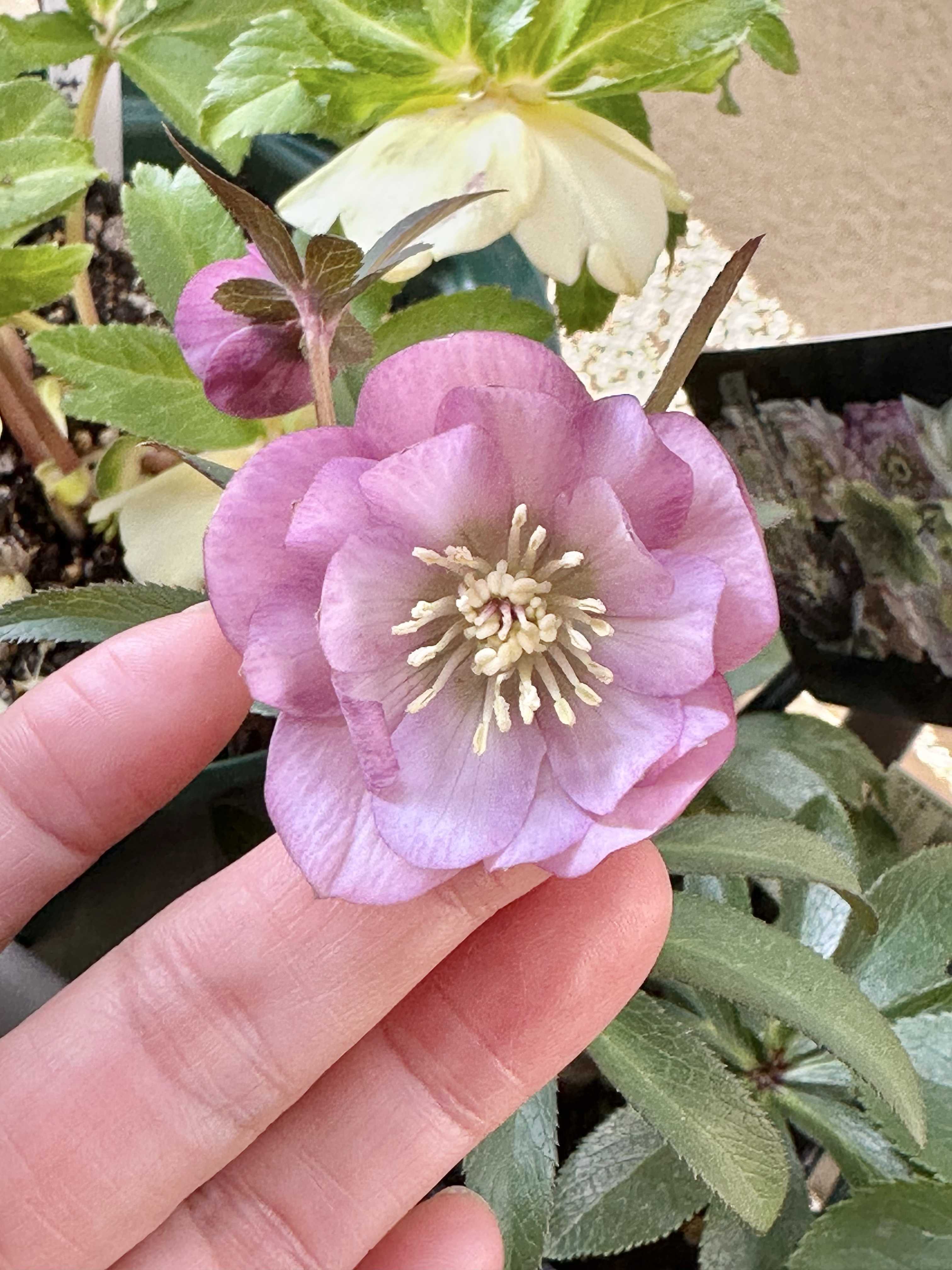 ウィンターシンフォニー レ・フレール系の一覧｜🍀GreenSnap