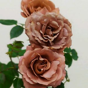 ミニバラ,コルダーナ スパイシーミニジェット,京成バラ,ばら バラ 薔薇,こまりねこ バラの画像