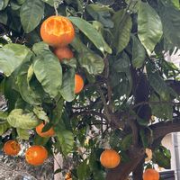 ミカン,樹木,黄色,オレンジ色,木の実・草の実の画像