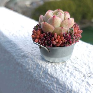 セダム,寄せ植え,多肉植物,アーティストの画像