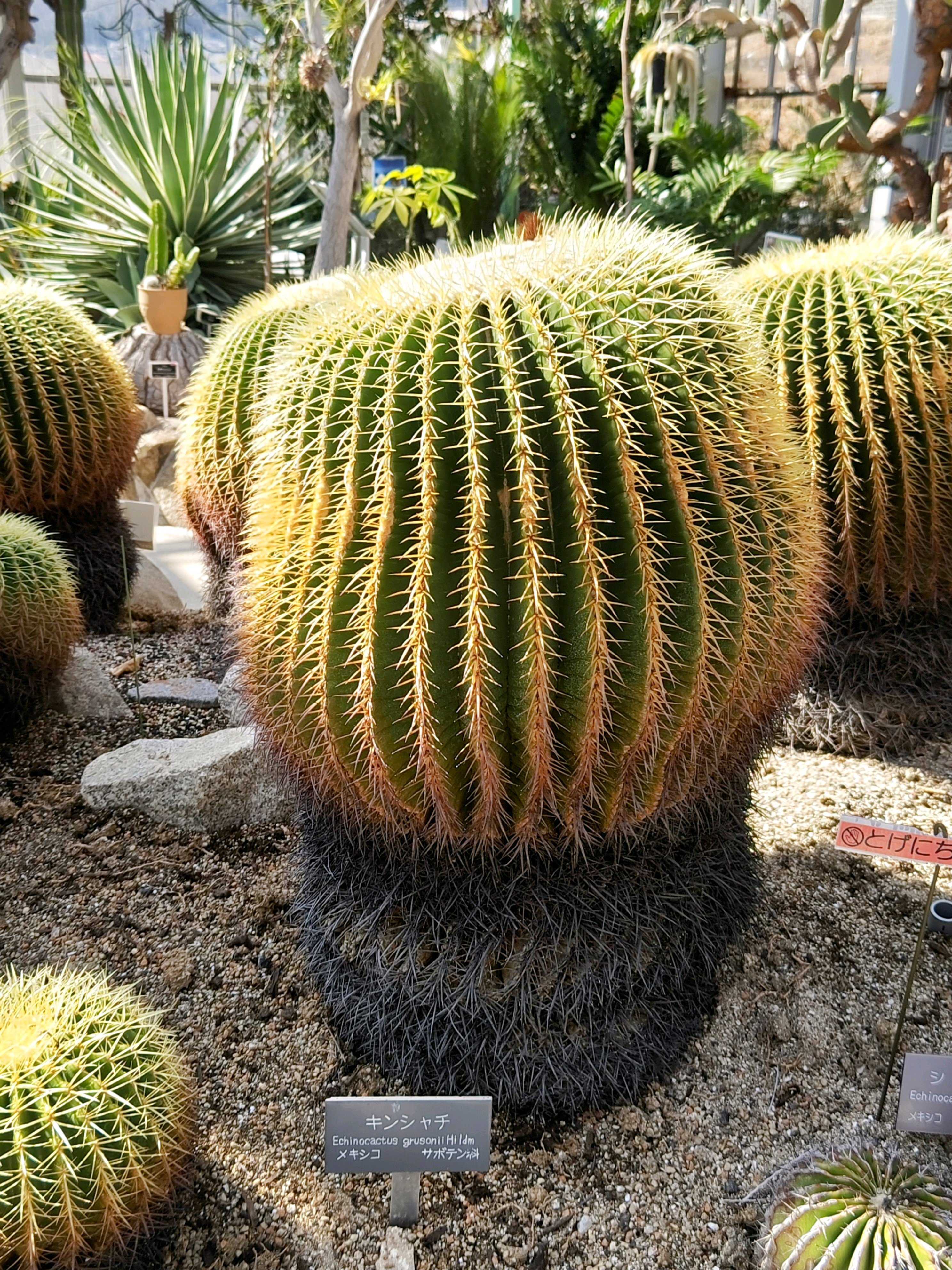 大型宝剣の一覧｜🍀GreenSnap（グリーンスナップ）