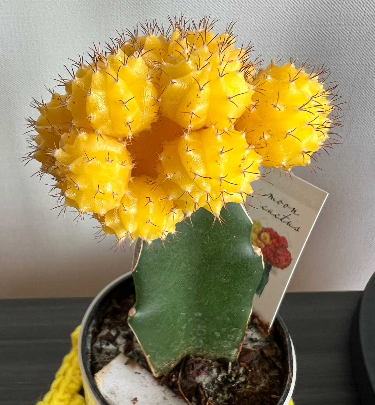 サボテン　エキノシプス・オキシゴナ　旺盛丸　群生　鉢ごと サボテン エキノシプス・オキシゴナ 旺盛丸 群生 鉢ごと