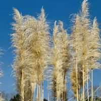 パンパスグラス,華やか,筑波実験植物園,雌雄異株,雌株・雄株の違いの画像