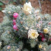 サボテン,庭の花,植木鉢の画像