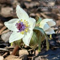 クリスマスローズ,セツブンソウ,原種シクラメン,キバナセツブンソウ,山野草の画像