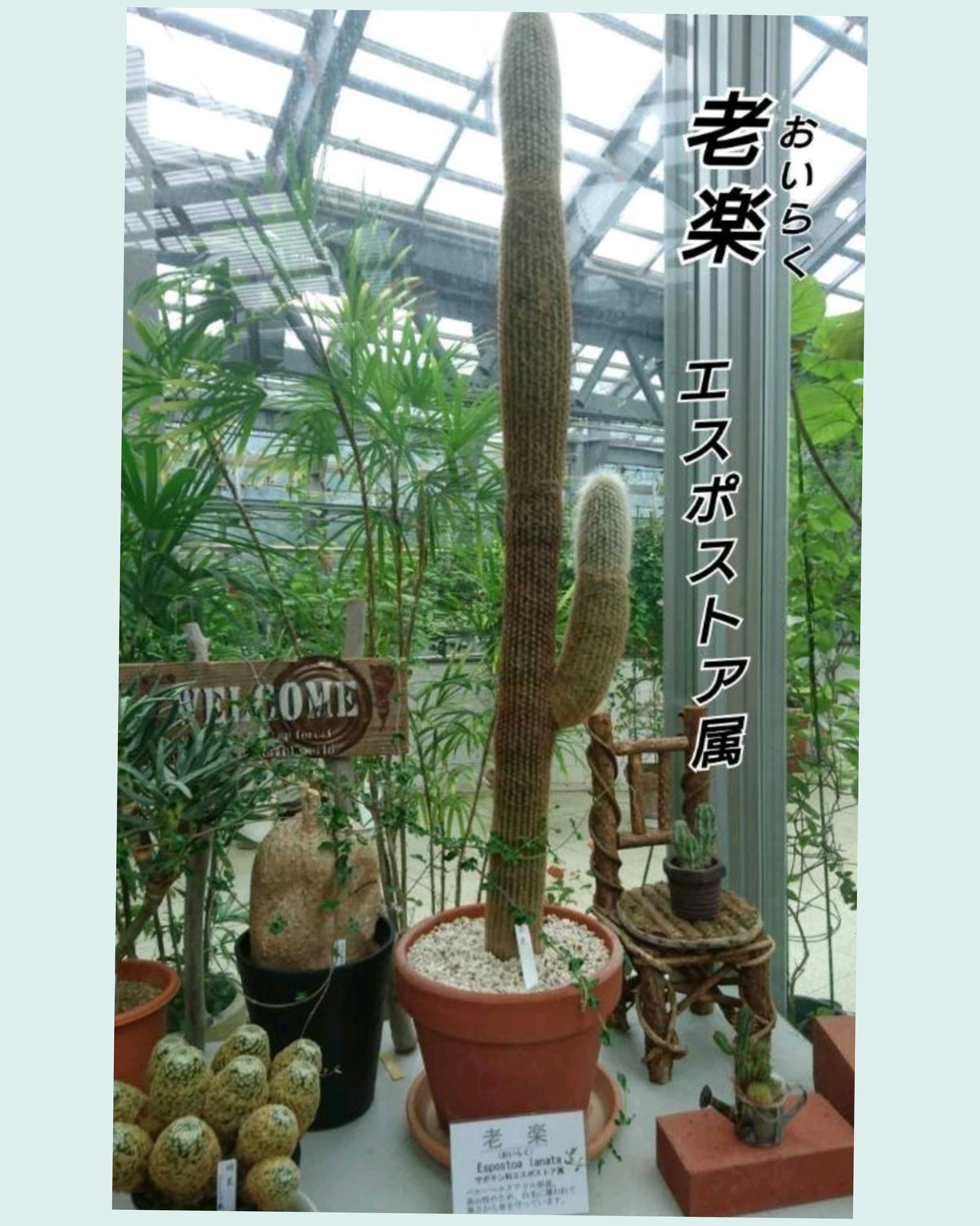 狂刺 金鯱 キンシャチ 超特大美株_2 金鯱 サボテン 希少 白刺 Kinsyachi Echinocactus grusonii 特大 36cm