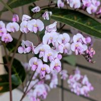 ハーデンベルギア,ハーデンベルギア,ハーデンベルギア,ハーデンベルギア,ハーデンベルギアの画像