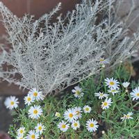 マーガレット,エレモフィラ,癒し,花散歩,復興祈願の画像