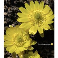 クリスマスローズ,福寿草,福寿草,春よこい,癒される〜♡の画像