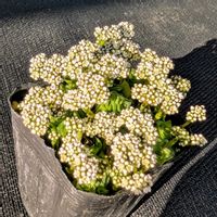 ソシアリス,ソシアリス,雪の妖精,雪の妖精,多肉植物の画像