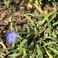 ハナニラ,ハナニラ(イフェイオン),ヒガンバナ科,アルゼンチン原産,春は紫の画像