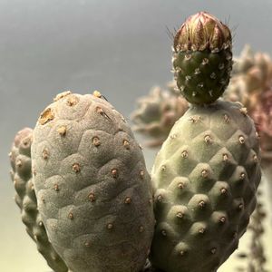 サボテン,ゲオメトリクス,多肉植物,サボテンの花,今日のお花の画像