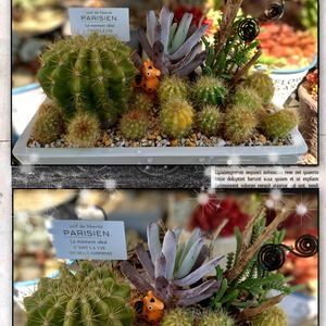 サボテン,サボテン寄せ植え,金盛丸,多肉植物,育てやすい多肉植物の画像