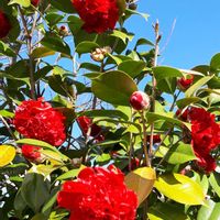 ツバキ,つばき,花言葉,里山散策,真っ赤な火曜日の画像