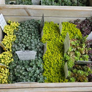 セダム,寄せ植え,多肉植物,アーティストの画像