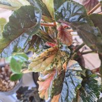 ベゴニア,レックスベゴニア,木立性ベゴニア・ジニー銀河,レックス　ベゴニア,熱帯植物 パルダリウムの画像