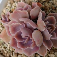 シャビアナ,多肉植物,多肉初心者,ベランダ多肉,かわいい♡の画像