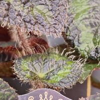 ベゴニア,レックスベゴニア,ひげ,もけもけ,HCの画像