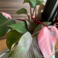 フィロデンドロン,フィロデンドロン・ピンクプリンセス,観葉植物,今日のお花,富山支部の画像