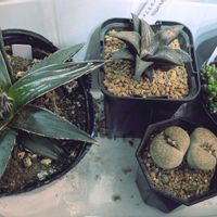 リトープス,レッドベリー,アガベ　笹の雪,ハオルチア オールドフォークス,多肉植物の画像