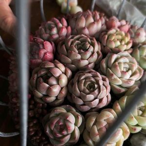 セダム,寄せ植え,多肉植物,アーティストの画像