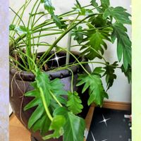 カランコエ,マンネングサ,デージー,エケベリア,火祭りの画像