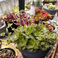 オルビキュラリス,クラッスラ 属,癒される,no green no life,多肉植物のある暮らしの画像