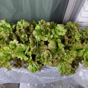サニーレタス,Red leaf lettuce,自家製野菜,南東向き,Flatの画像