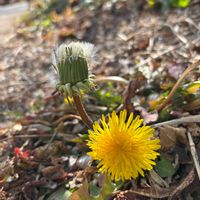 タンポポ,タンポポの綿毛,花言葉,今日のお花,ふわふわの綿毛の画像