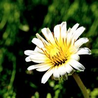 タンポポ,シロバナタンポポ,たんぽぽ,お花,今日の花の画像