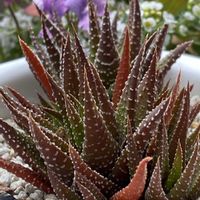 アリッサム,十二の巻,ビオラ ペニーミッキー,キュンキュン乙女倶楽部,キュンキュン乙女倶楽部No.243の画像