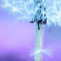 タンポポ,たんぽぽ,花のある暮らし,iPhone撮影,みどりのある暮らしの画像