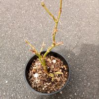 ペンタスの画像