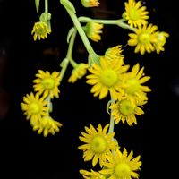 ユーフォルビア 白雪姫,グリーンノビア,多肉植物,開花,アウレウム錦の画像