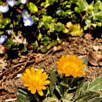 オオイヌノフグリ,フユシラズ,ヒメキンセンカ,耐寒性宿根草,キク科の画像