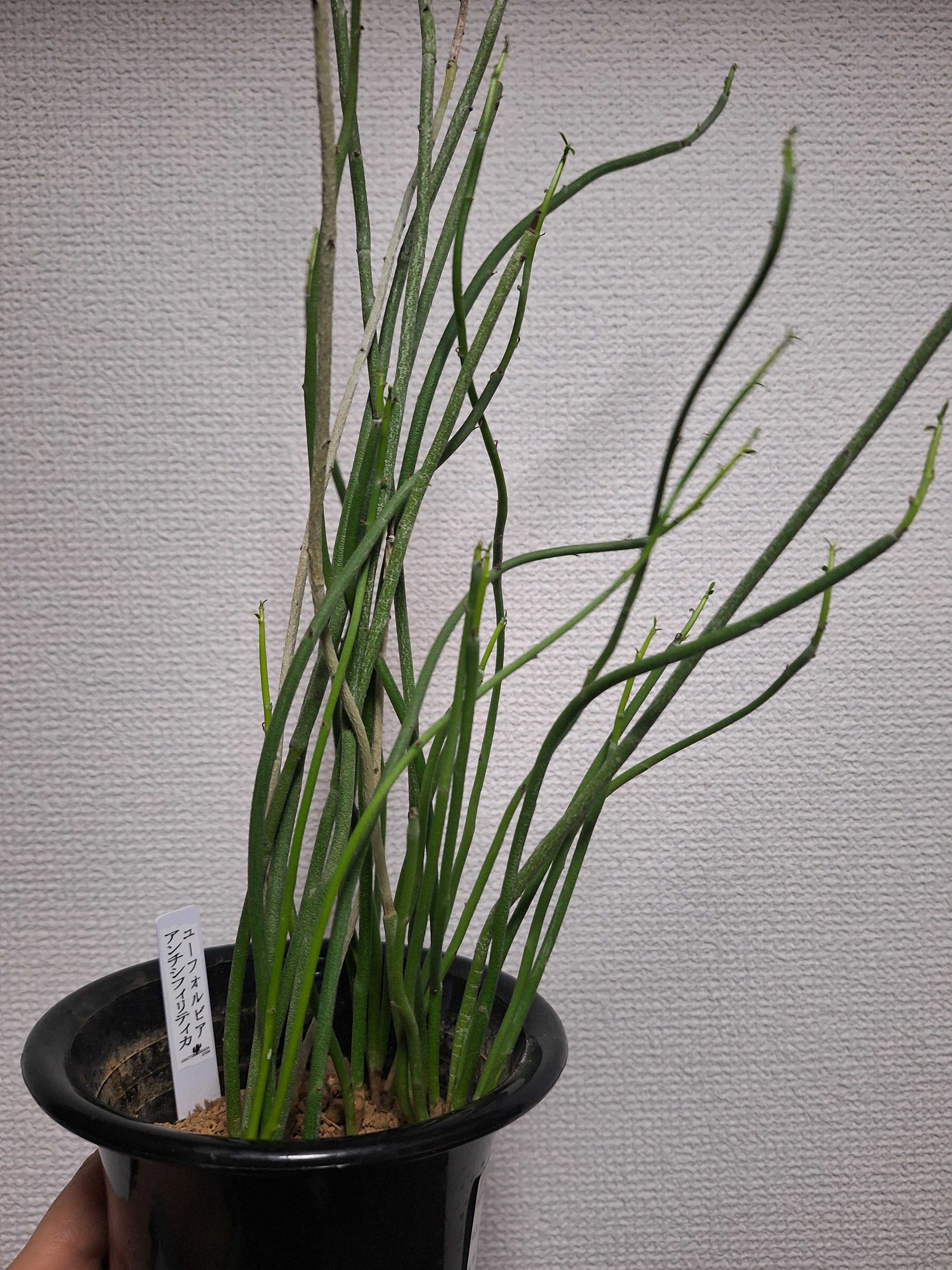 ユーフォルビア アンティシフィリティカの一覧｜🍀GreenSnap（グリーン