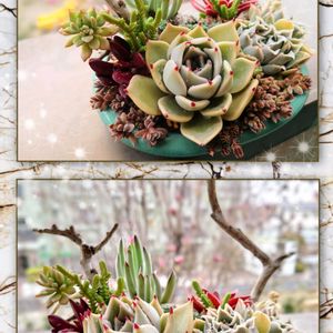 多肉植物,育てやすい多肉植物,多肉植物寄せ植え,流木,多肉棚の画像