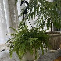 エバーフレッシュ,アスプレニウム,胡蝶蘭の高芽,高芽の画像