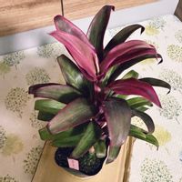 コルジリネ,コルジリネ,観葉植物,観葉植物のある暮らし,コルジリネ属の画像