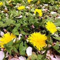 タンポポ,今日のお花,あなたへメッセージ,小さな物語,so・raの小さな物語の画像