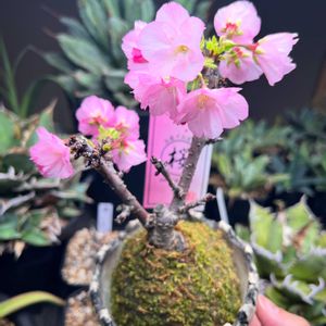 サクラ,盆栽,苔玉,お家でお花見の画像