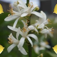 レモン,ユーレカ レモン,果実,ミカン科,果樹の画像