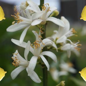 レモン,ユーレカ レモン,果実,ミカン科,果樹の画像