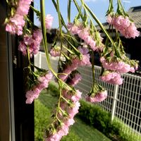 柊（ひいらぎ）,ゆきやなぎ,ヒュウガミズキ（日向水木）,木瓜（ぼけ）の花,スターチスのドライの画像