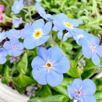 ワスレナグサ,ガーデニング,山野草,花のある暮らし,花が好きの画像