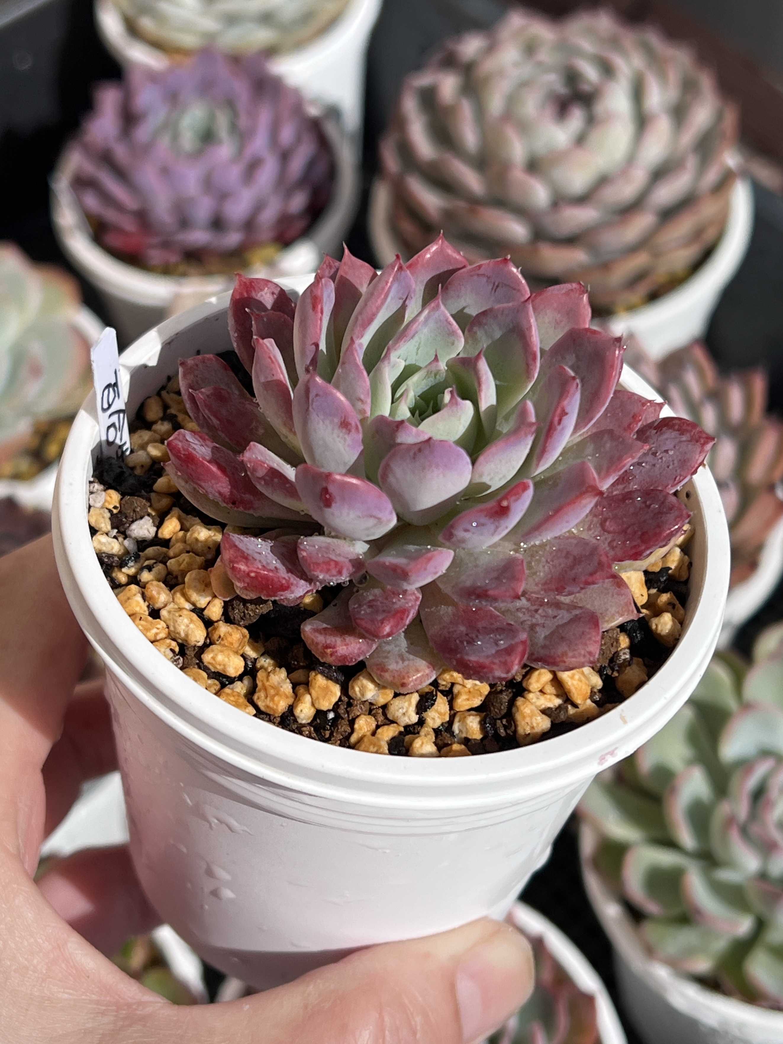 赤と緑のグラデーションが美しい！多肉植物の「夕映え」とは